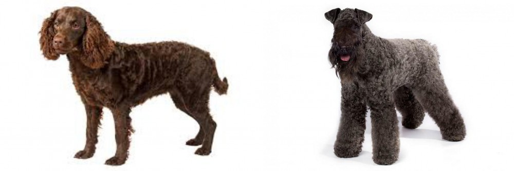 Kerry Blue Terrier vs American Water Spaniel - Breed Comparison