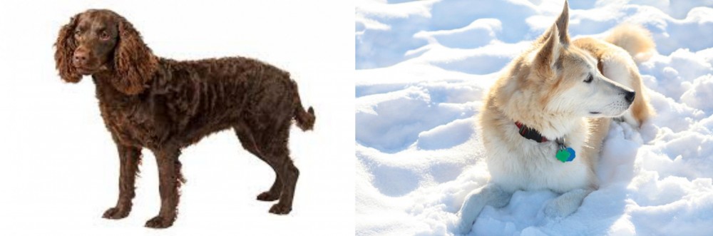 Labrador Husky vs American Water Spaniel - Breed Comparison