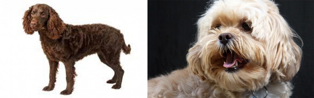 Lhasapoo vs American Water Spaniel - Breed Comparison