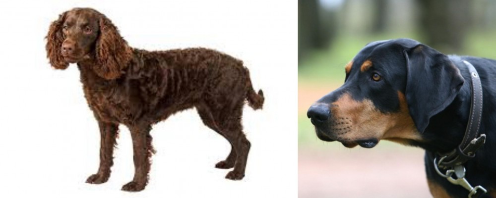 Lithuanian Hound vs American Water Spaniel - Breed Comparison