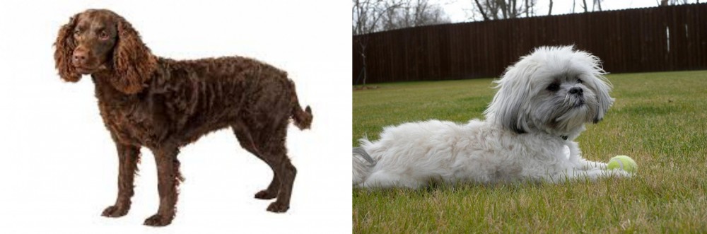 Mal-Shi vs American Water Spaniel - Breed Comparison