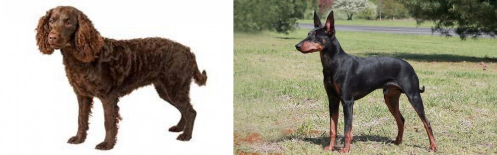 Manchester Terrier vs American Water Spaniel - Breed Comparison