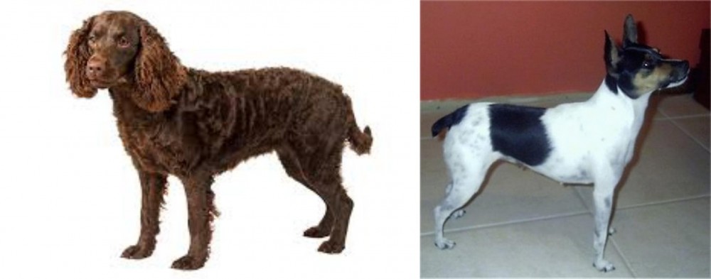 Miniature Fox Terrier vs American Water Spaniel - Breed Comparison