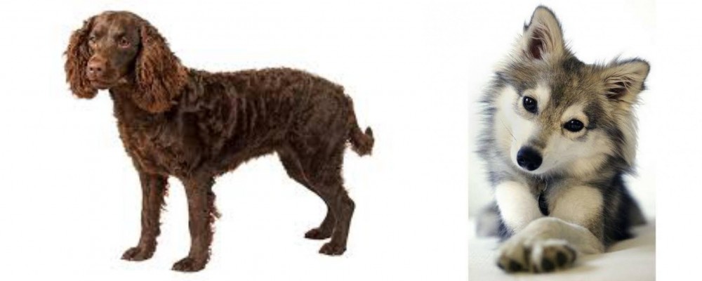 Miniature Siberian Husky vs American Water Spaniel - Breed Comparison