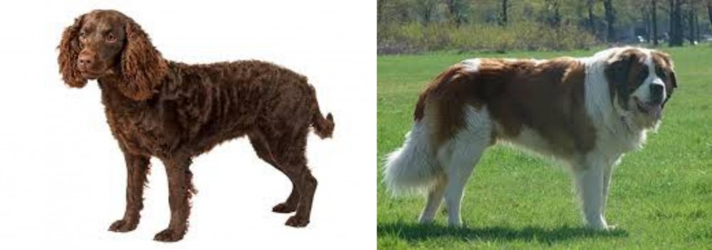 Moscow Watchdog vs American Water Spaniel - Breed Comparison