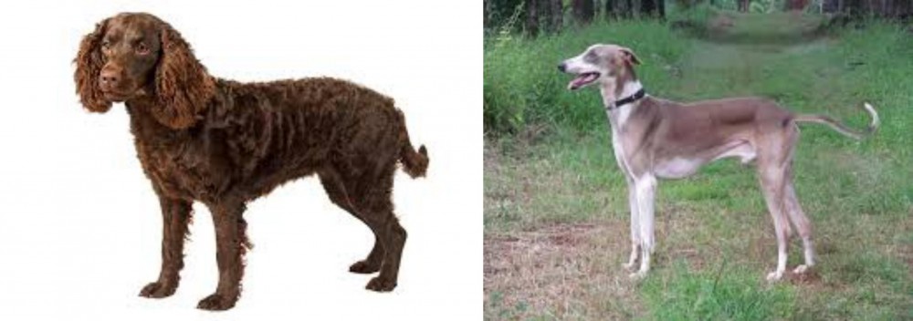 Mudhol Hound vs American Water Spaniel - Breed Comparison