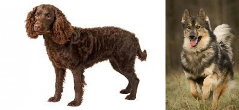 Native American Indian Dog vs American Water Spaniel - Breed Comparison