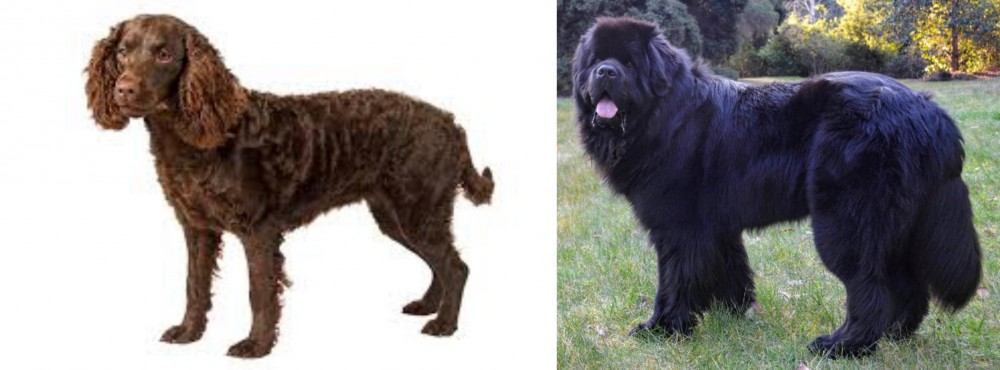Newfoundland Dog vs American Water Spaniel - Breed Comparison