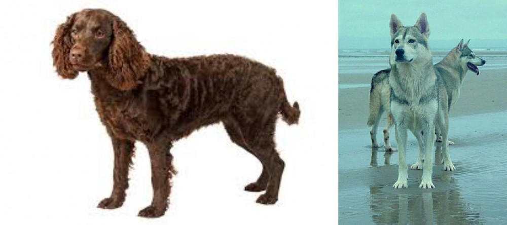 Northern Inuit Dog vs American Water Spaniel - Breed Comparison