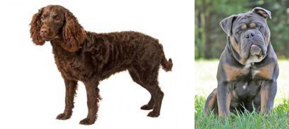 Olde English Bulldogge vs American Water Spaniel - Breed Comparison