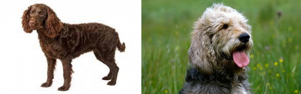 Otterhound vs American Water Spaniel - Breed Comparison