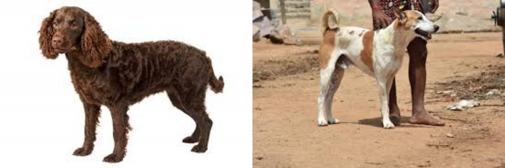 Pandikona vs American Water Spaniel - Breed Comparison