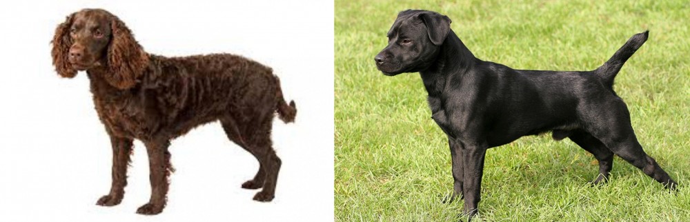 Patterdale Terrier vs American Water Spaniel - Breed Comparison