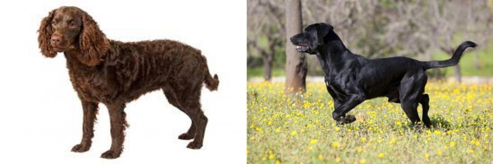Perro de Pastor Mallorquin vs American Water Spaniel - Breed Comparison