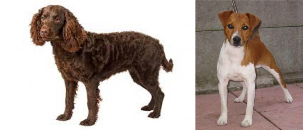 Plummer Terrier vs American Water Spaniel - Breed Comparison