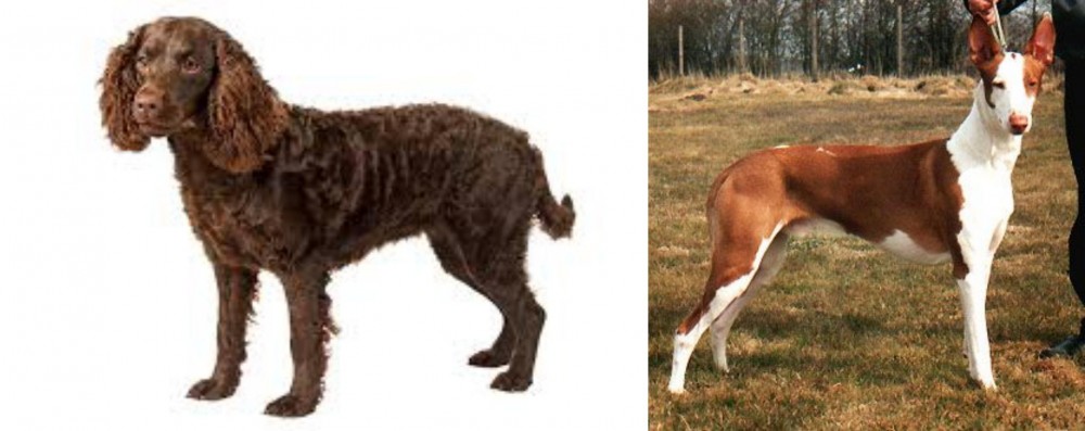 Podenco Canario vs American Water Spaniel - Breed Comparison