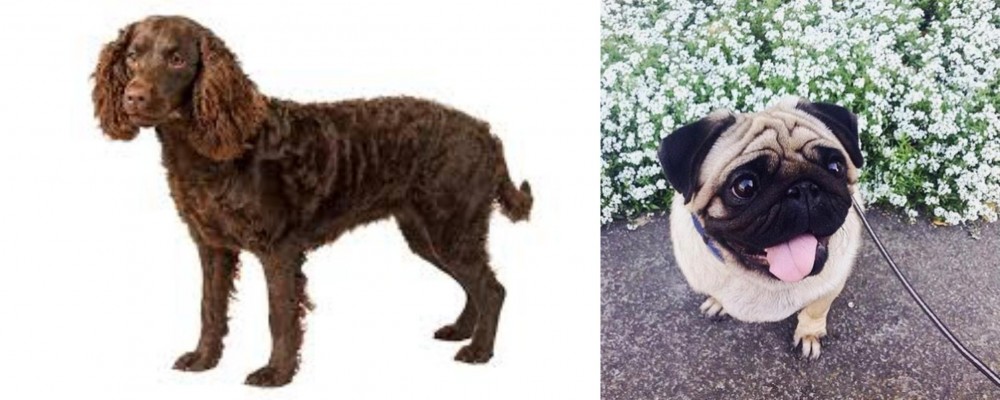 Pug vs American Water Spaniel - Breed Comparison