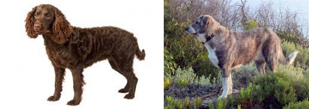 Rafeiro do Alentejo vs American Water Spaniel - Breed Comparison