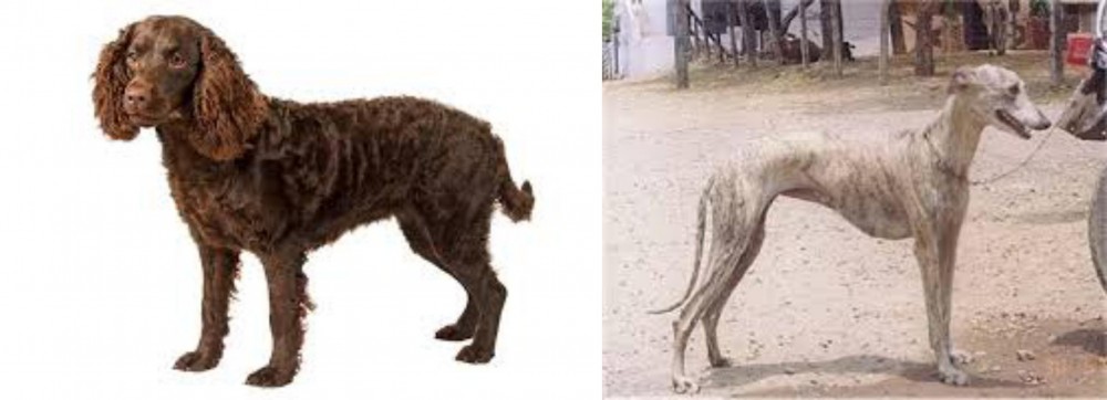 Rampur Greyhound vs American Water Spaniel - Breed Comparison
