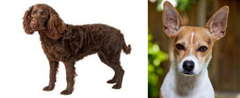 Rat Terrier vs American Water Spaniel - Breed Comparison