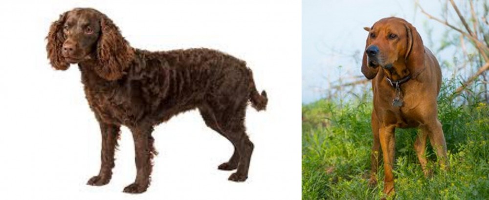 Redbone Coonhound vs American Water Spaniel - Breed Comparison
