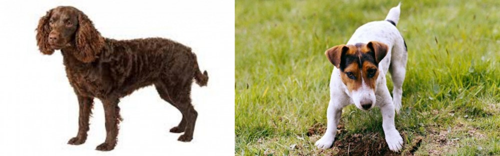 Russell Terrier vs American Water Spaniel - Breed Comparison