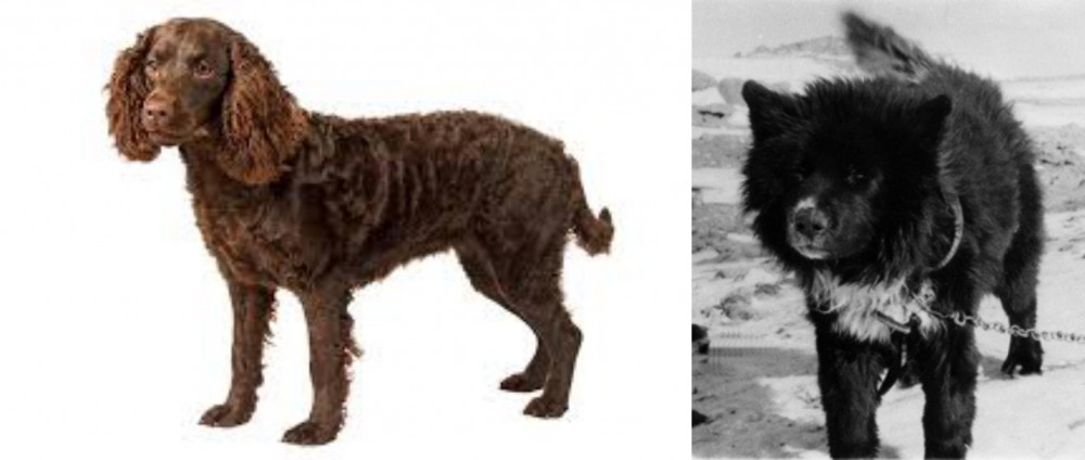 Sakhalin Husky vs American Water Spaniel - Breed Comparison