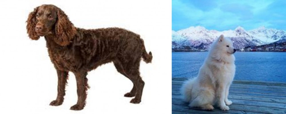 Samoyed vs American Water Spaniel - Breed Comparison