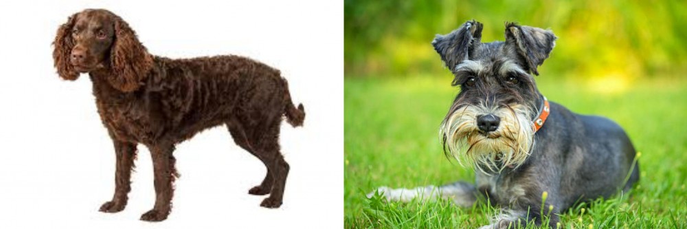 Schnauzer vs American Water Spaniel - Breed Comparison
