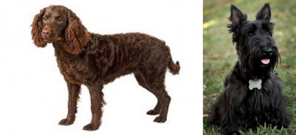 Scoland Terrier vs American Water Spaniel - Breed Comparison