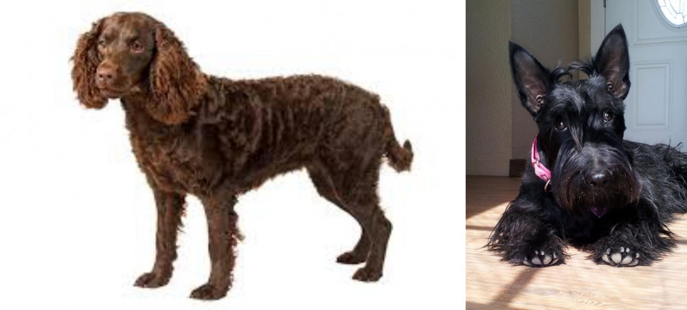 Scottish Terrier vs American Water Spaniel - Breed Comparison