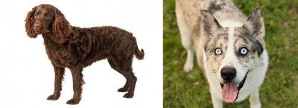 Shepherd Husky vs American Water Spaniel - Breed Comparison