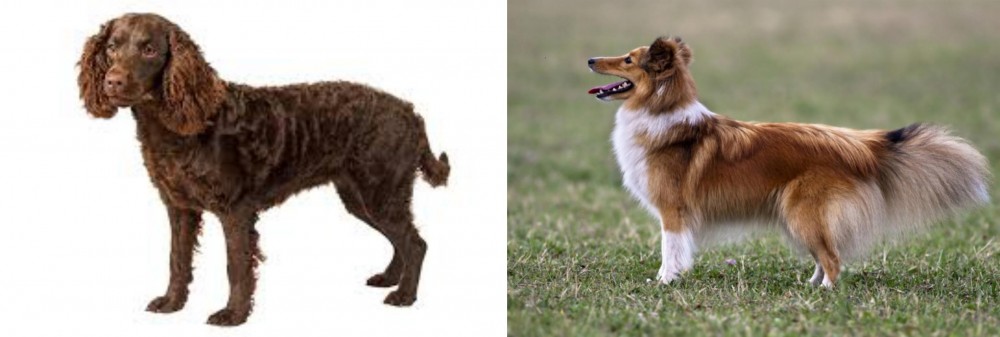 Shetland Sheepdog vs American Water Spaniel - Breed Comparison
