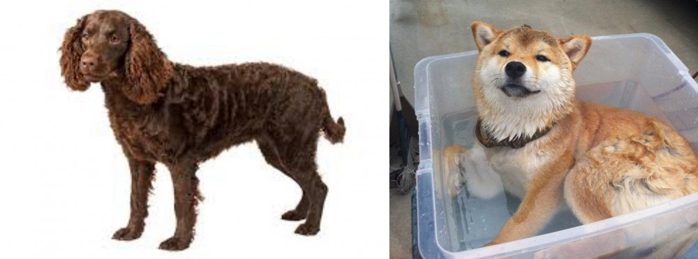 Shiba Inu vs American Water Spaniel - Breed Comparison