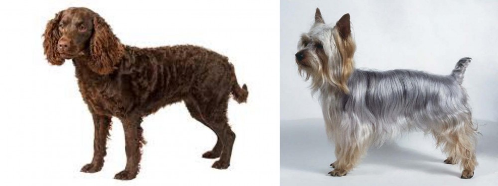 Silky Terrier vs American Water Spaniel - Breed Comparison