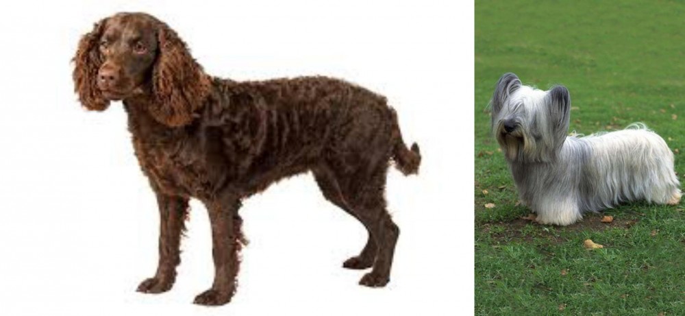 Skye Terrier vs American Water Spaniel - Breed Comparison