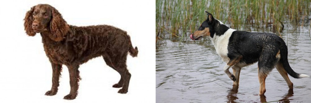 Smooth Collie vs American Water Spaniel - Breed Comparison