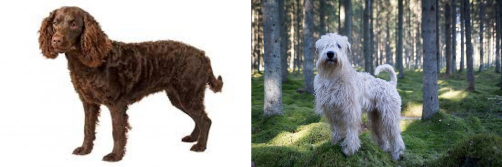 Soft-Coated Wheaten Terrier vs American Water Spaniel - Breed Comparison