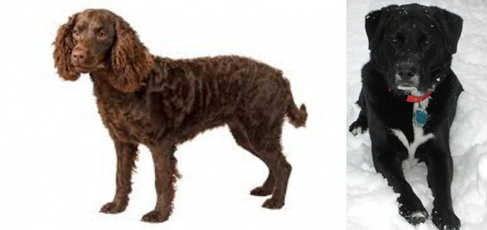 St. John's Water Dog vs American Water Spaniel - Breed Comparison