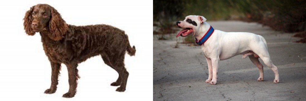Staffordshire Bull Terrier vs American Water Spaniel - Breed Comparison