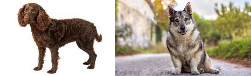 Swedish Vallhund vs American Water Spaniel - Breed Comparison