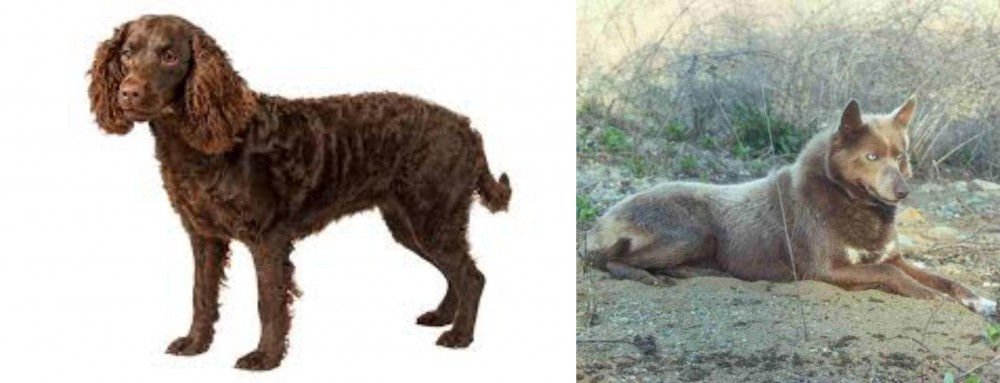 Tahltan Bear Dog vs American Water Spaniel - Breed Comparison