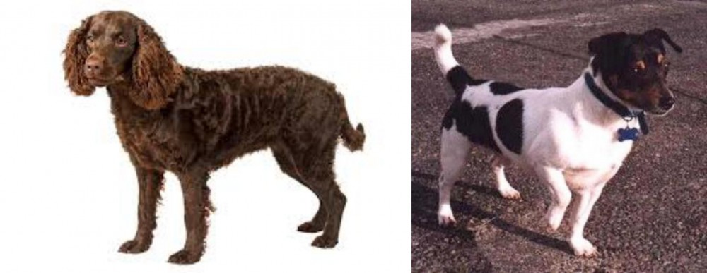 Teddy Roosevelt Terrier vs American Water Spaniel - Breed Comparison