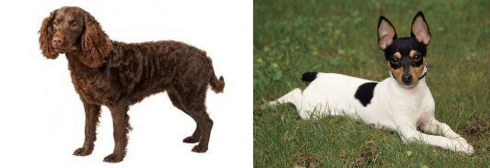 Toy Fox Terrier vs American Water Spaniel - Breed Comparison