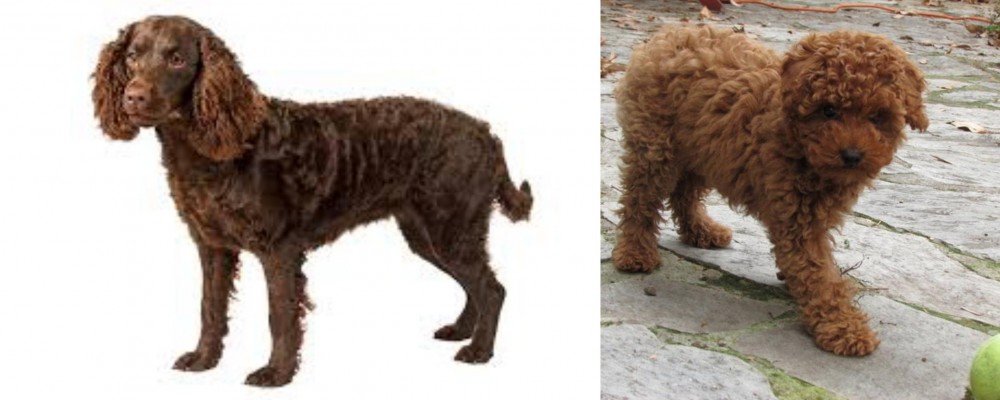 Toy Poodle vs American Water Spaniel - Breed Comparison