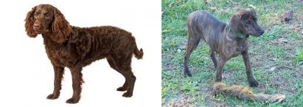 Treeing Cur vs American Water Spaniel - Breed Comparison