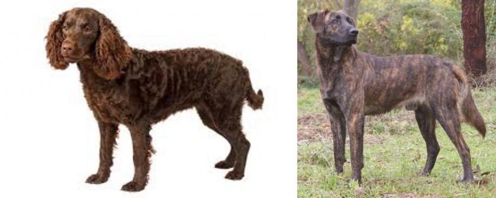 Treeing Tennessee Brindle vs American Water Spaniel - Breed Comparison