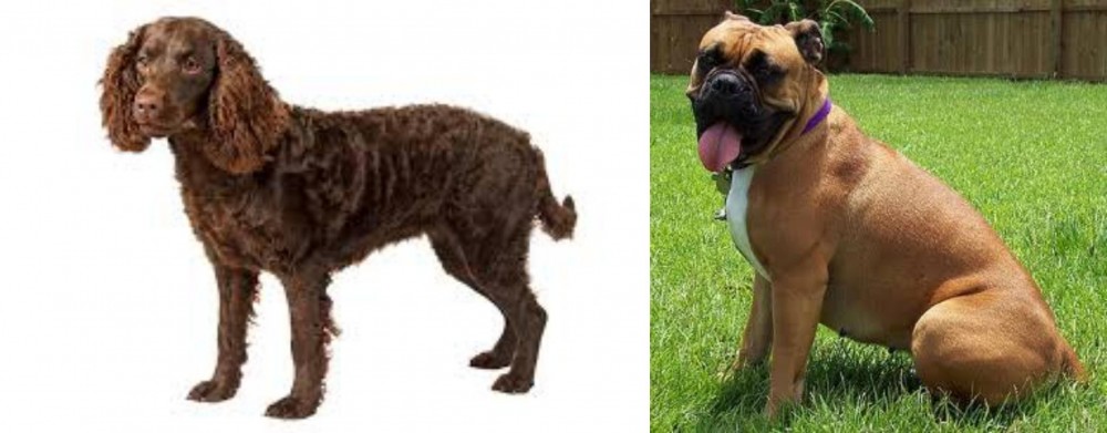 Valley Bulldog vs American Water Spaniel - Breed Comparison