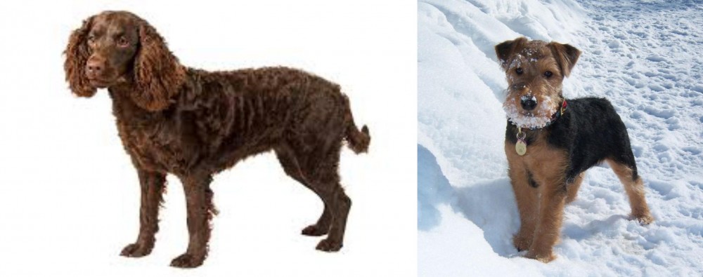 Welsh Terrier vs American Water Spaniel - Breed Comparison