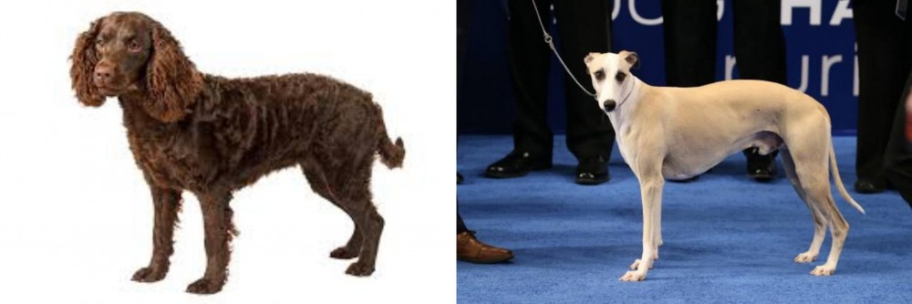 Whippet vs American Water Spaniel - Breed Comparison